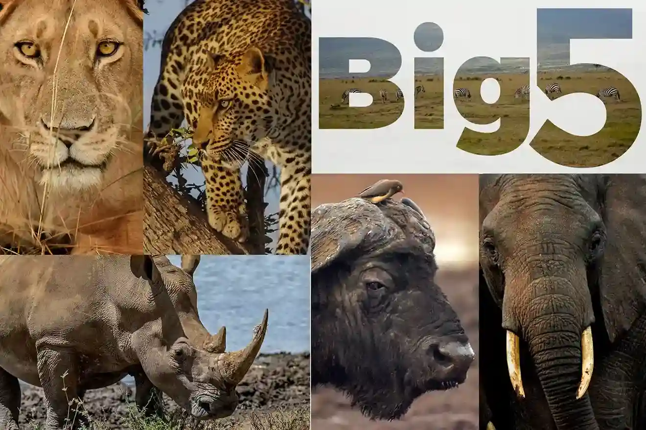 Tanzania Safari Packages
