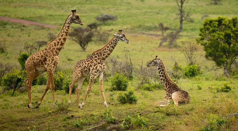 Arusha National Park Day Trip