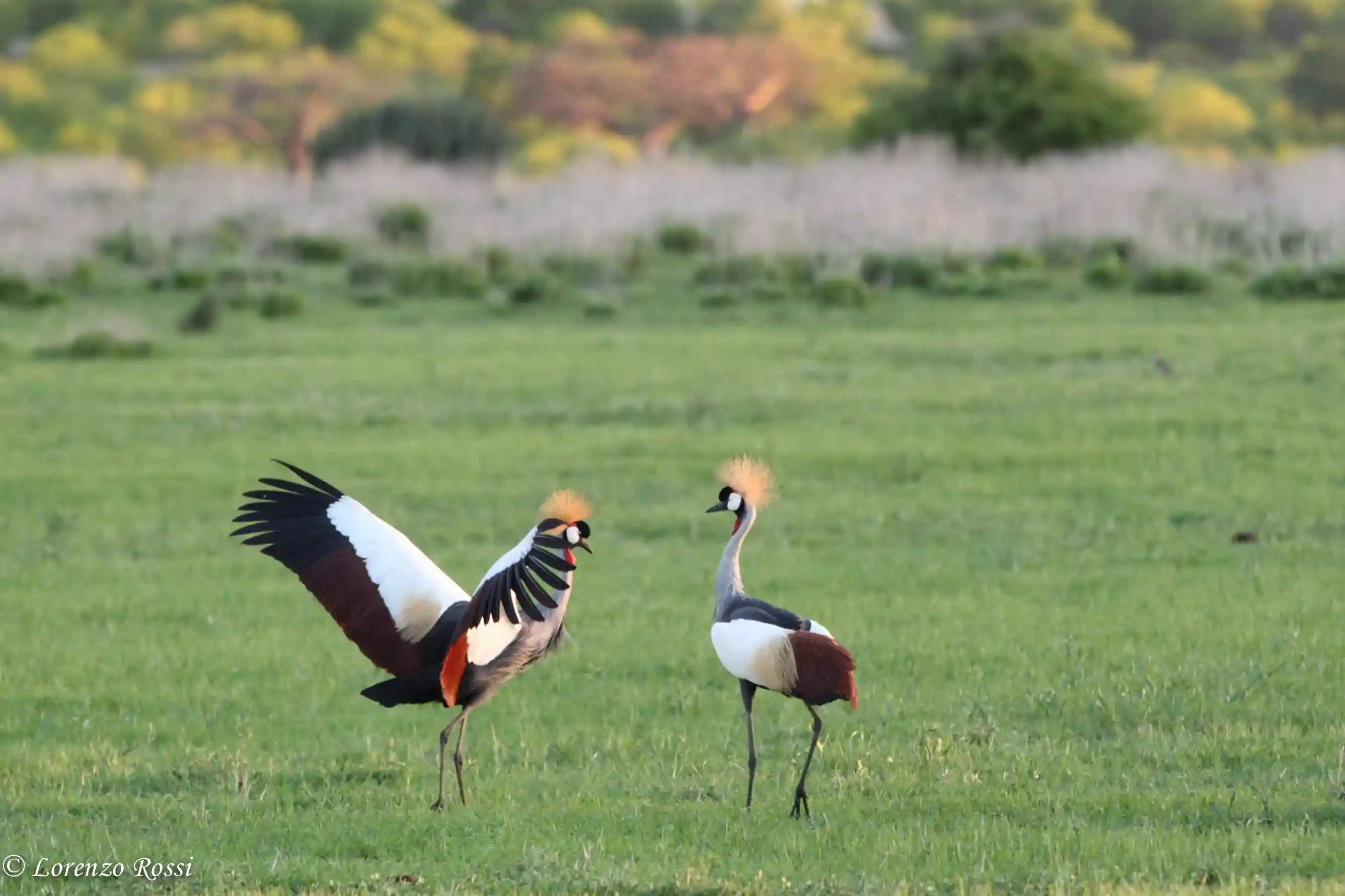 Birdwatching Safari Tanzania — 1,100+ Species