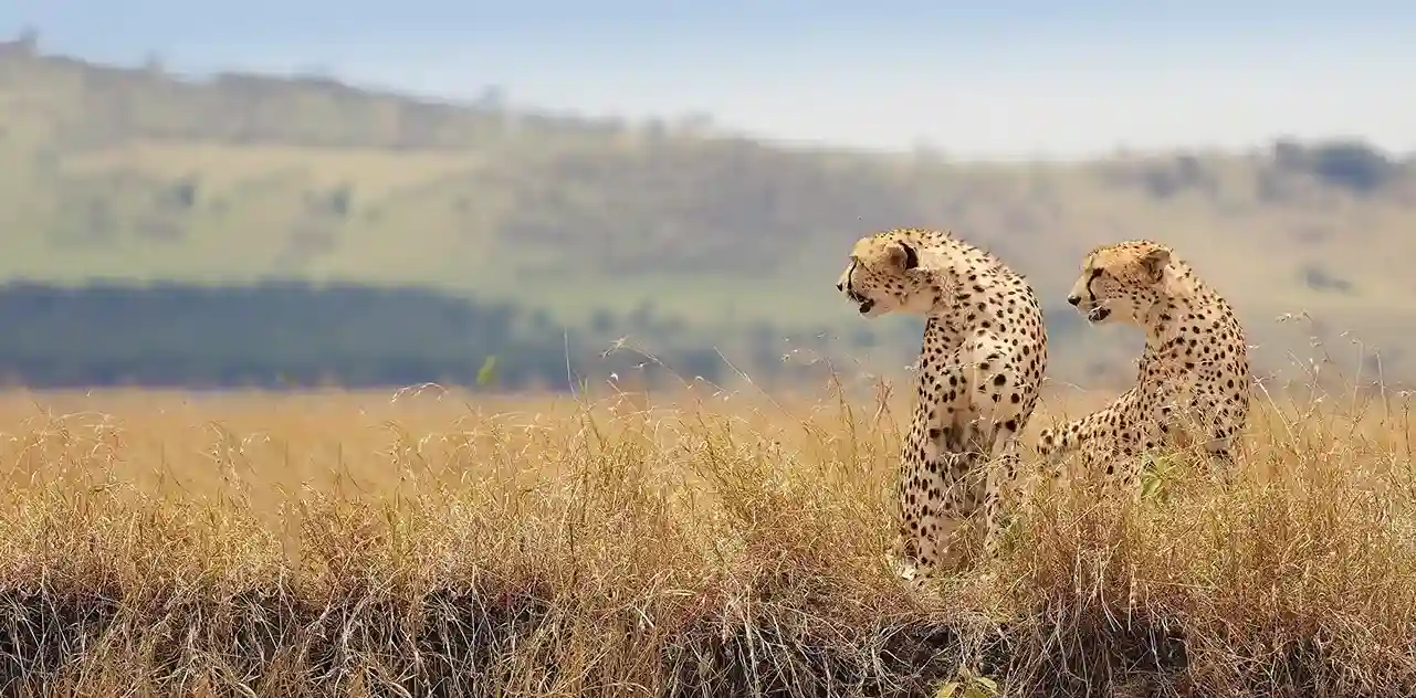 Serengeti cheetah
