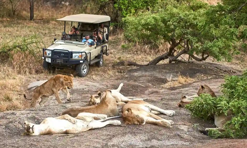 Tanzania Safari Tips for First-Time Visitors