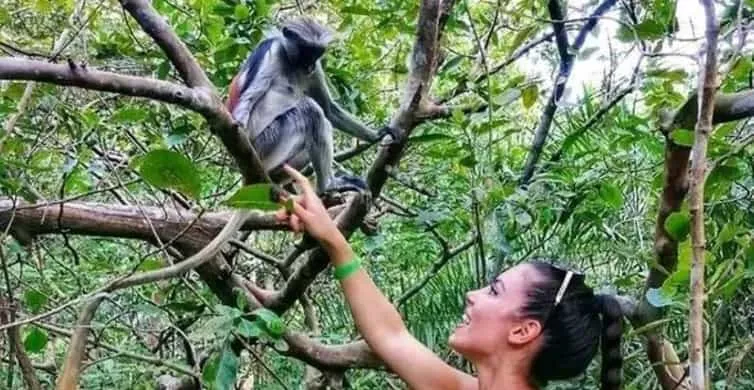 Jozani Forest & Red Colobus