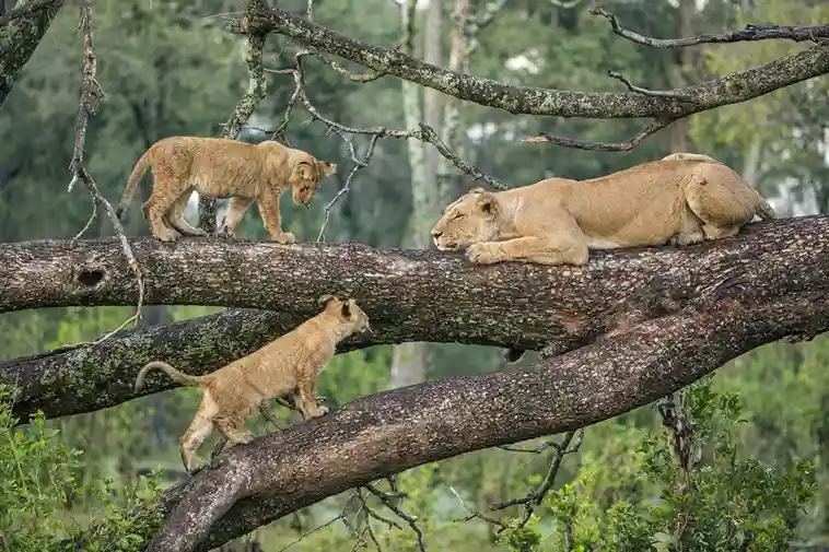 Lake Manyara National Park Safari