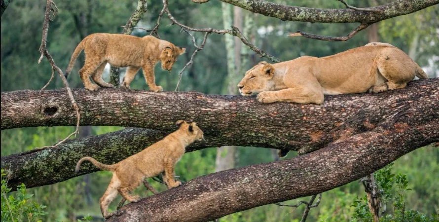 Lake Manyara