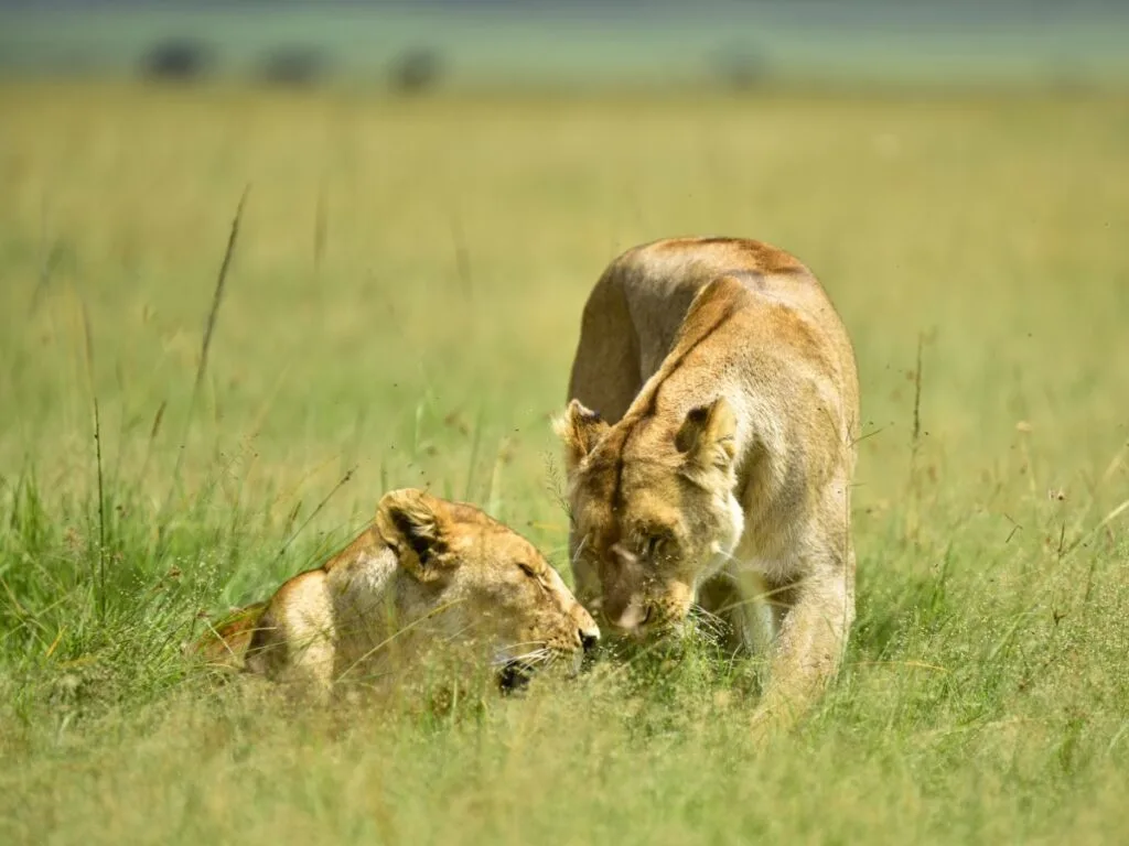 Ngorongoro Crater