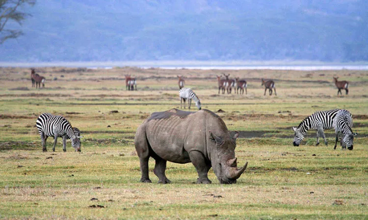 Ngorongoro Crater Day Trip from Arusha
