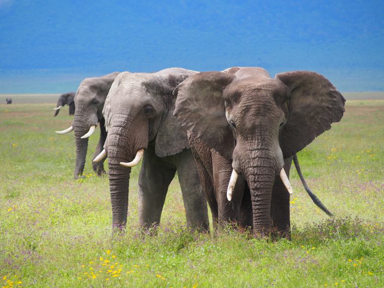 Ngorongoro elephants