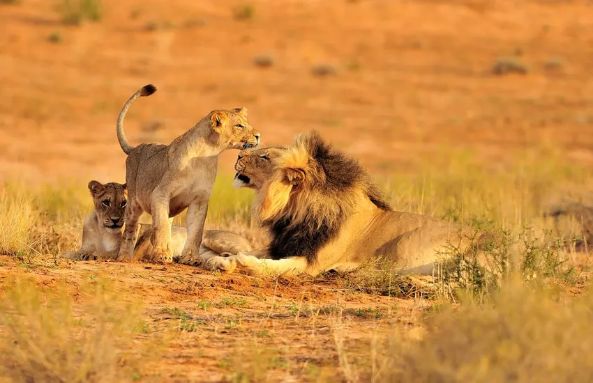 4-Day Mikumi & Ruaha