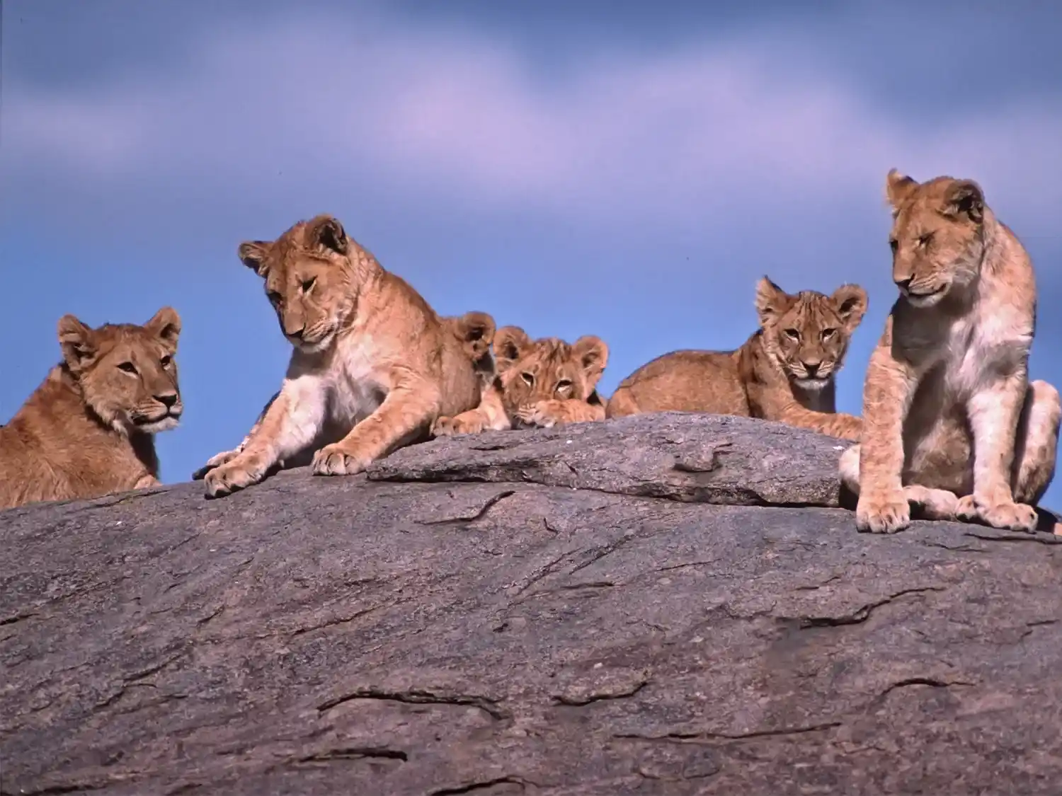 Southern Circuit Safari Packages