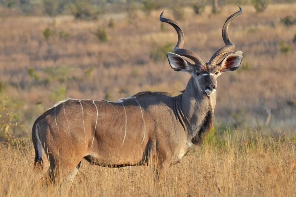 5-Day Ruaha & Udzungwa