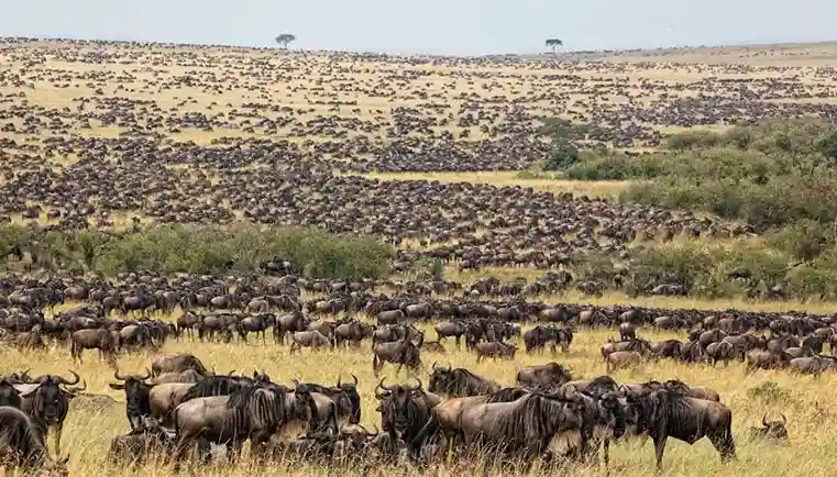 7-Day Classic Tanzania Safari