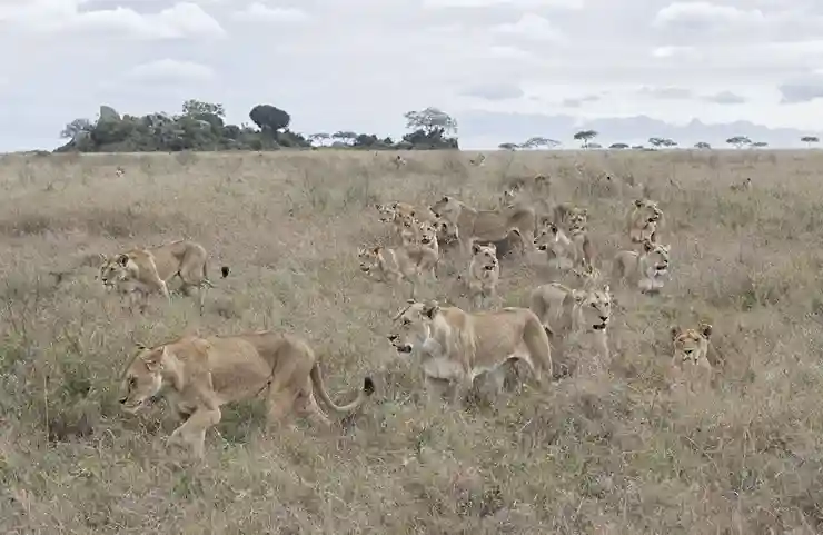 5-Day Northern Circuit Safari