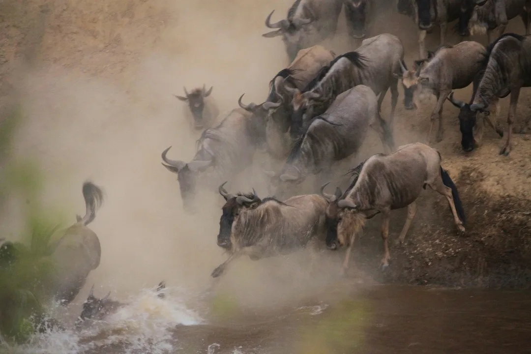 Serengeti Great Migration