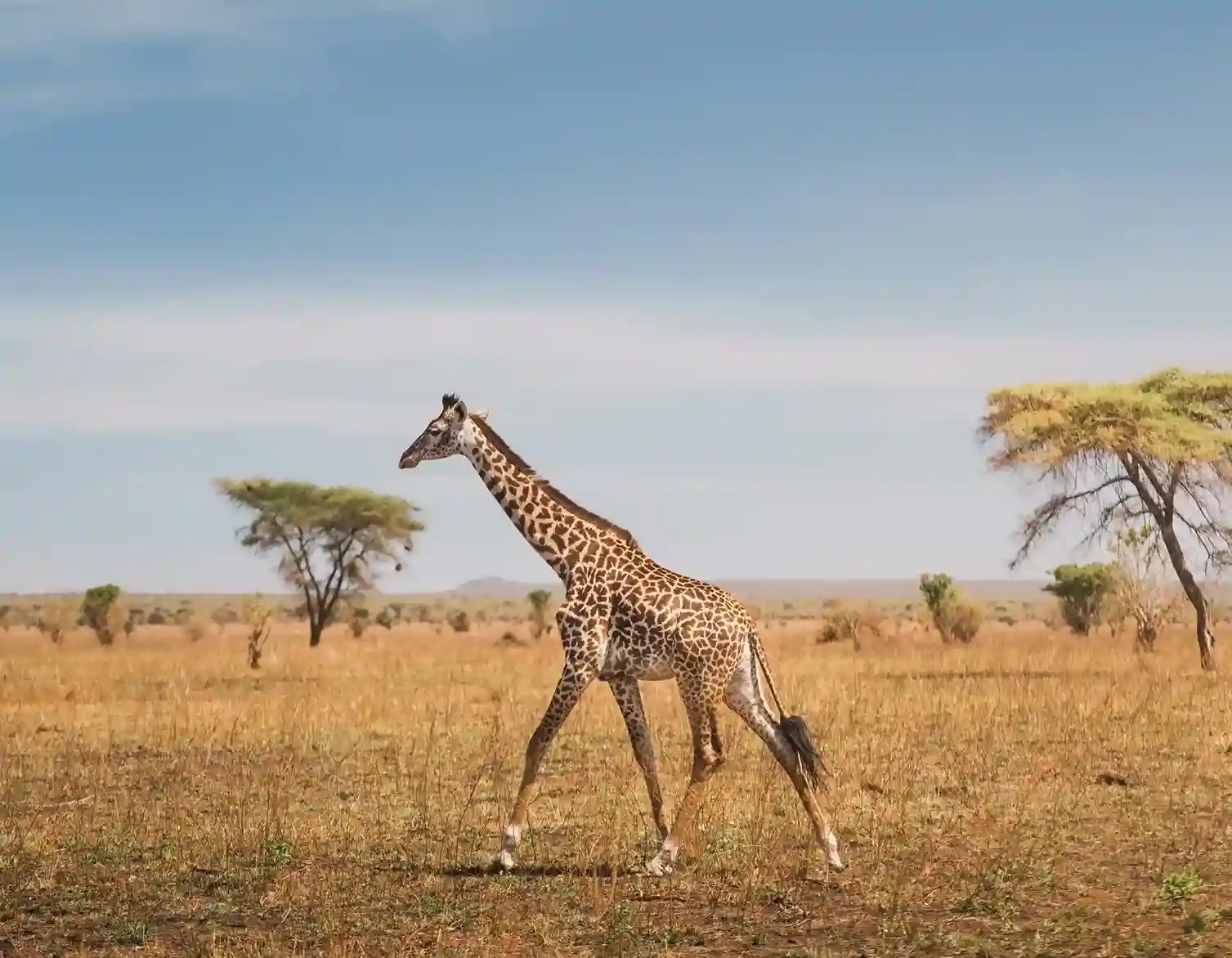 4-Day Serengeti Safari