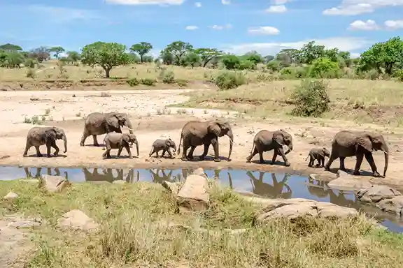 Tarangire National Park Day Trip from Arusha