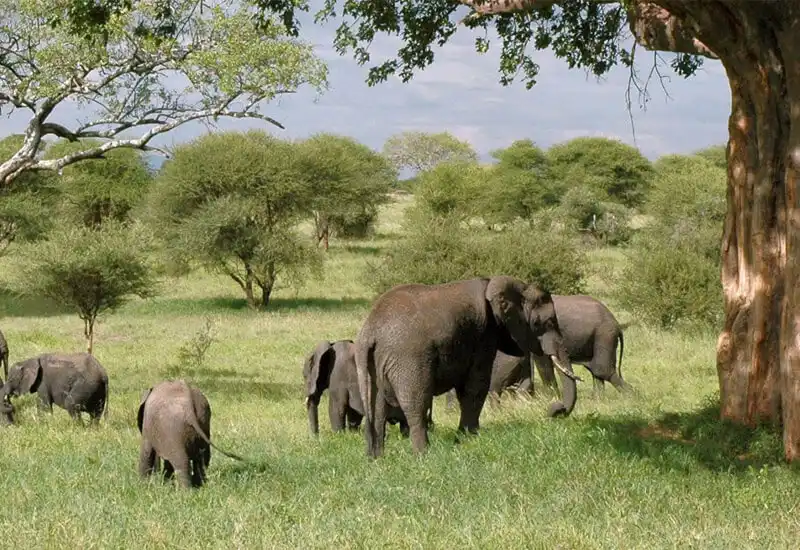 Tarangire National Park